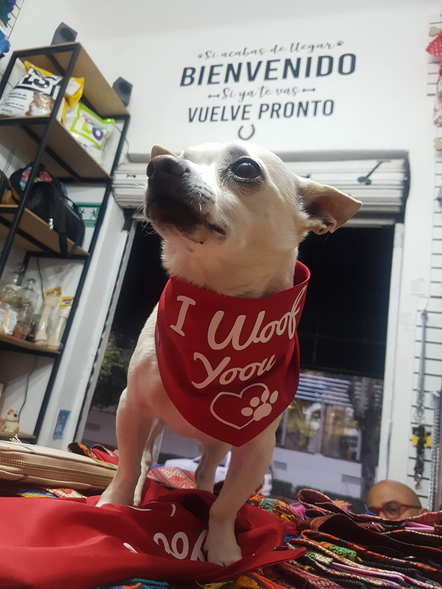 Paliacate de perro san Valentín