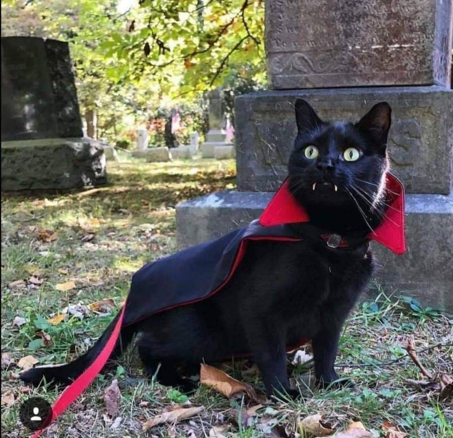 Capa de Drácula