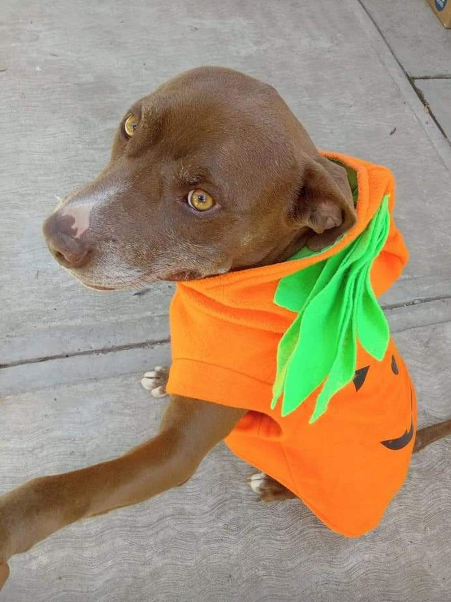 Sudadera de calabaza
