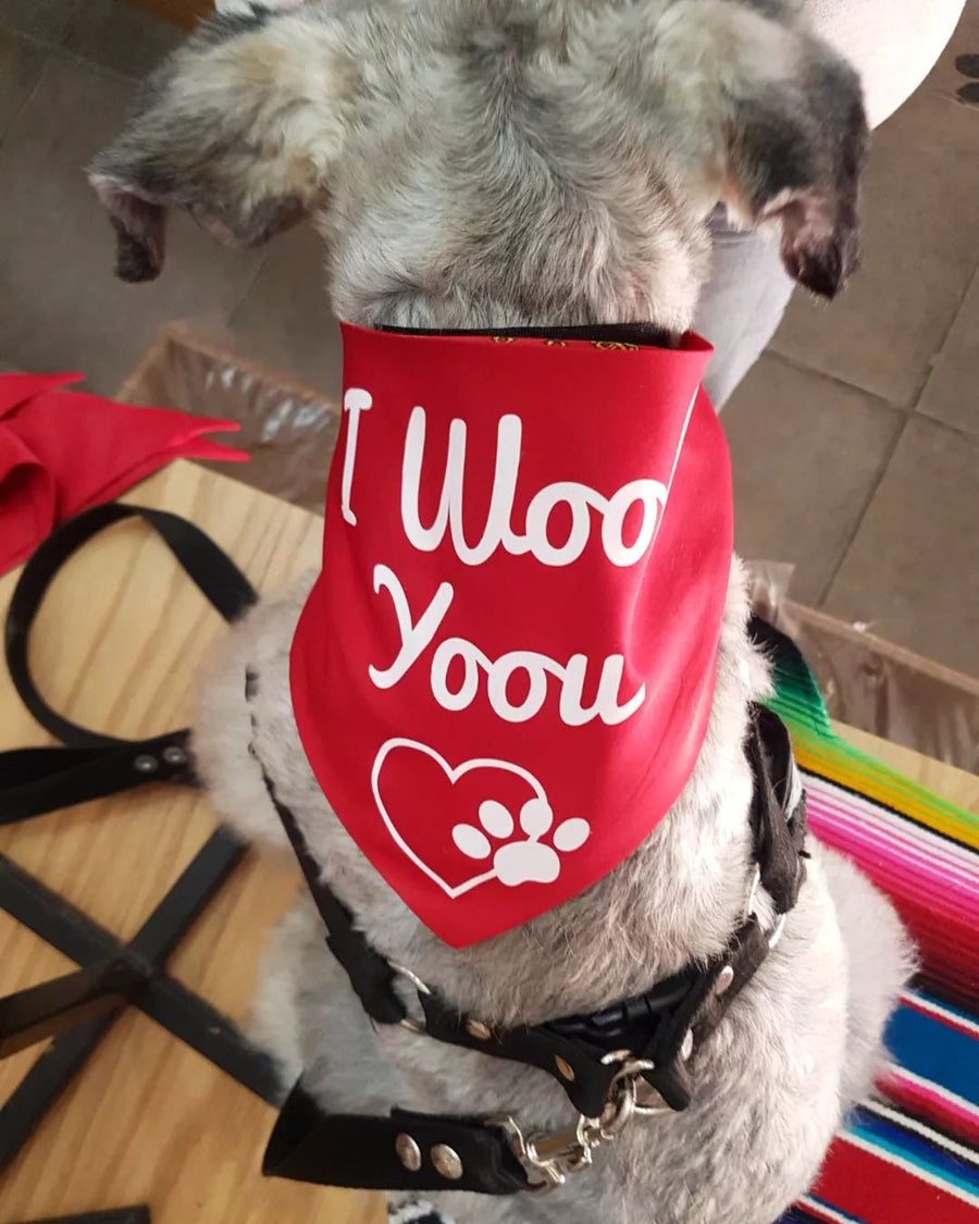 Paliacate de perro san Valentín