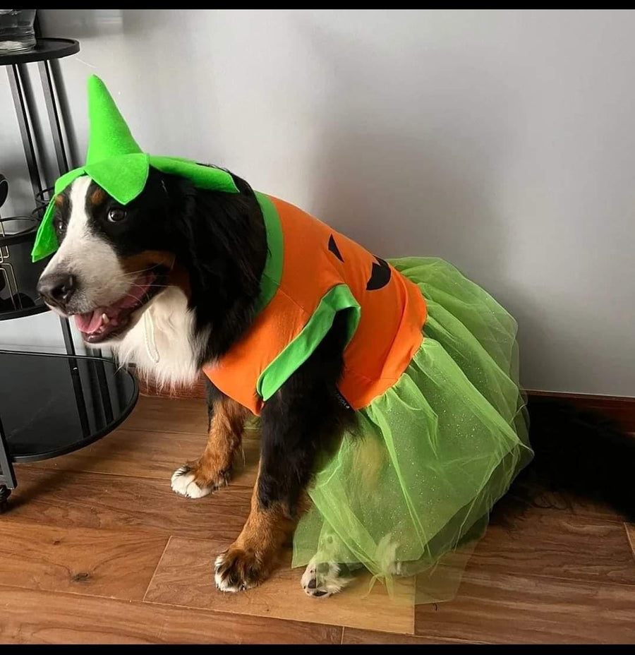 Vestido de calabacita
