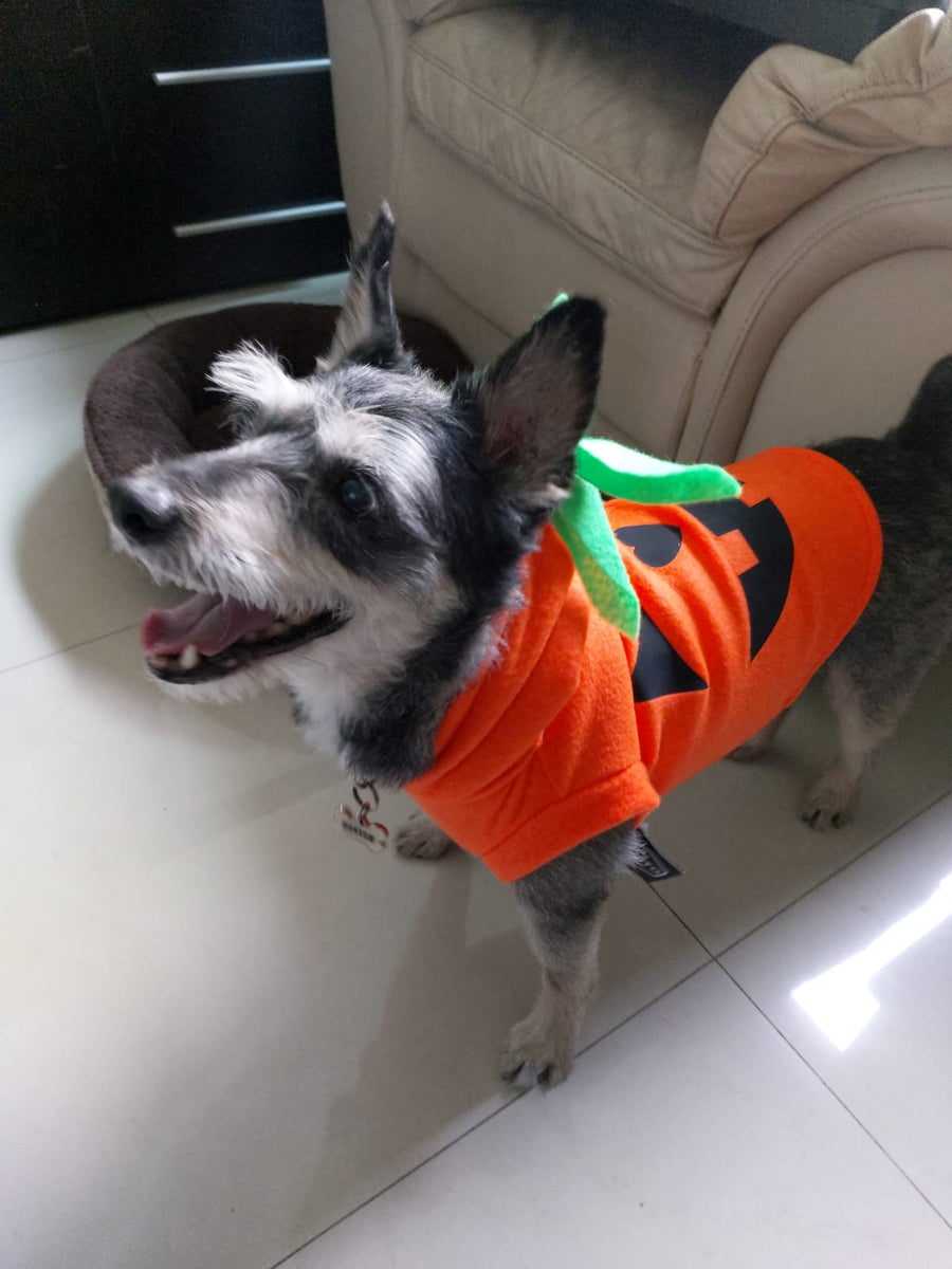 Sudadera de calabaza