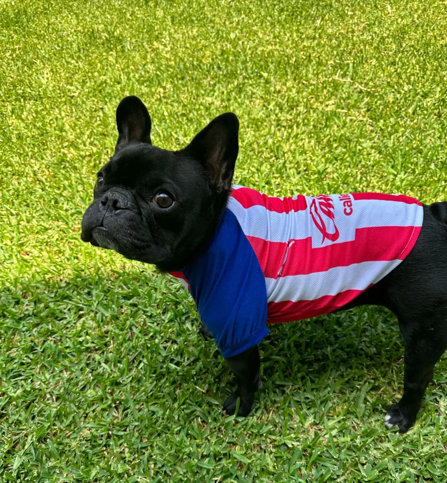 jersey para perros chivas – Benito Moda para tu mascota