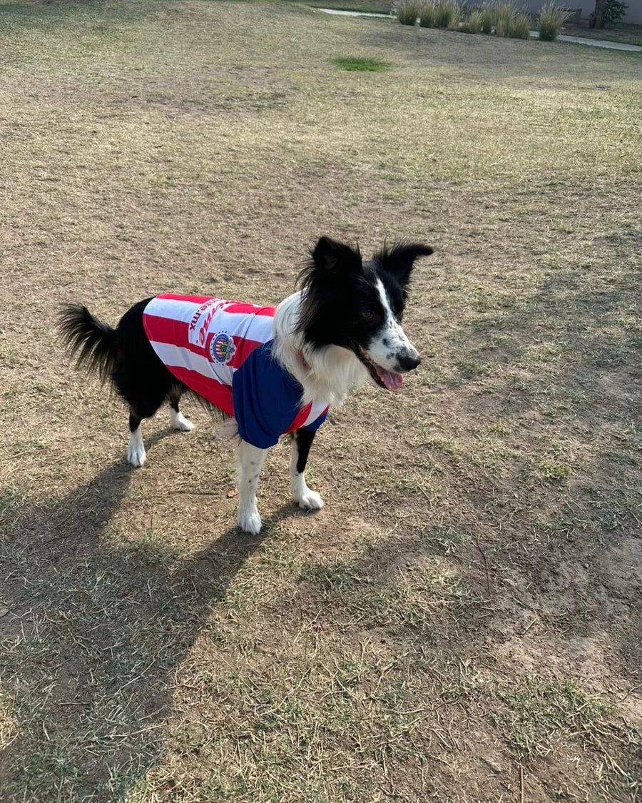 jersey para perros chivas – Benito Moda para tu mascota
