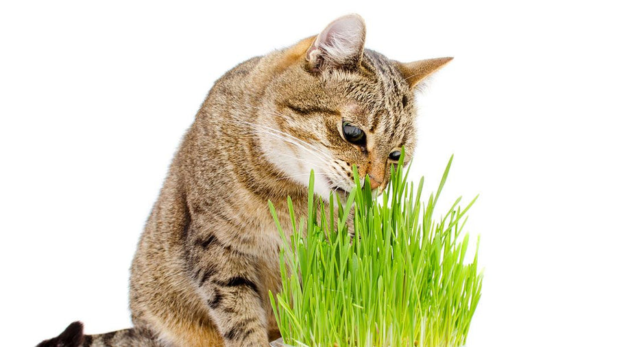 Semillas para Gato Catgrass