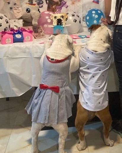 Vestidos para perritas rayas azules – Benito Moda para tu mascota
